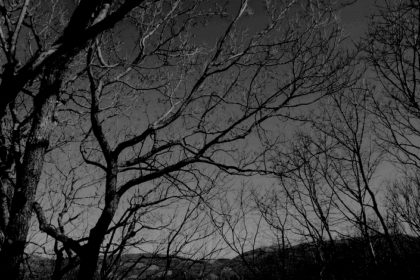 -alberi-spogli (2)